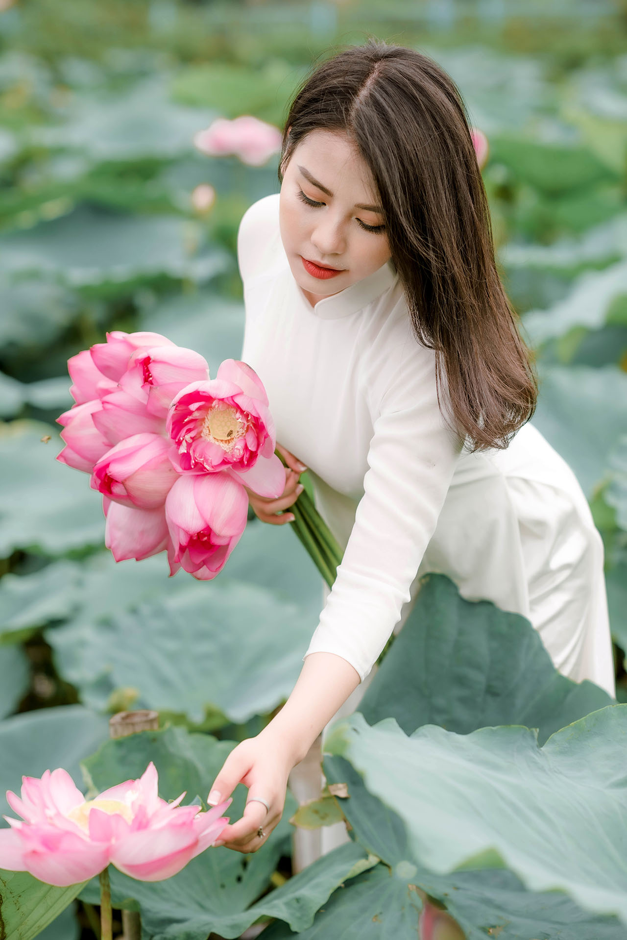 Người đẹp và sen